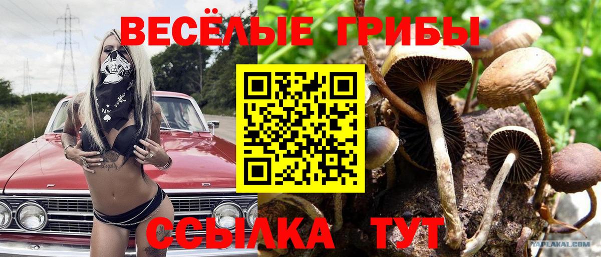 Псилоцибиновые грибы Psilocybe Волжский